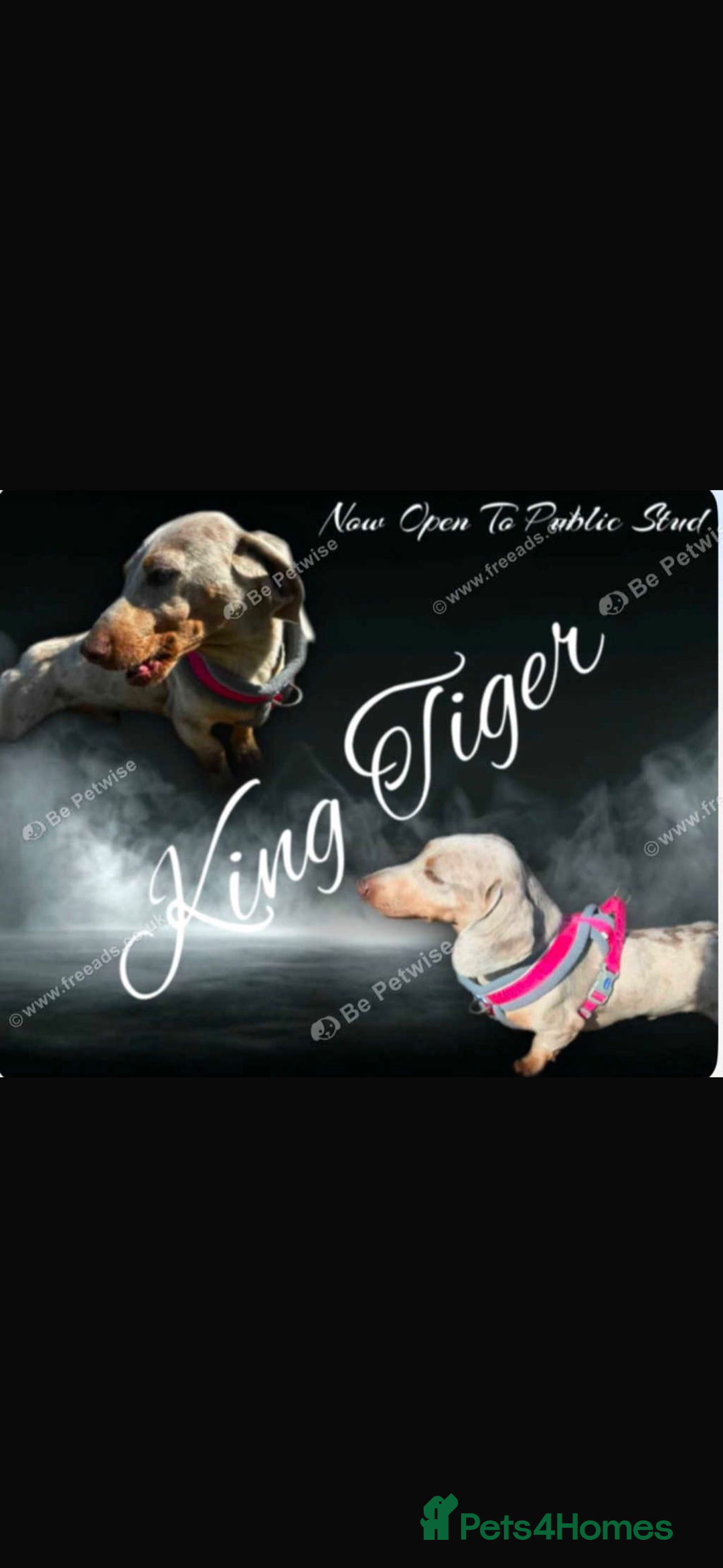 Miniature Dachshund dogs for sale: Miniature Dachshund puppy’s  - Image 9