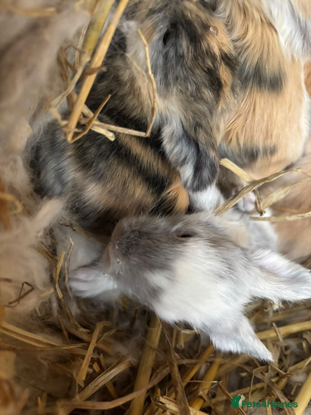 Angora rabbits for sale: English Angora Babies  - Advert 11