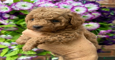 Toy Poodle dogs - Advert 2