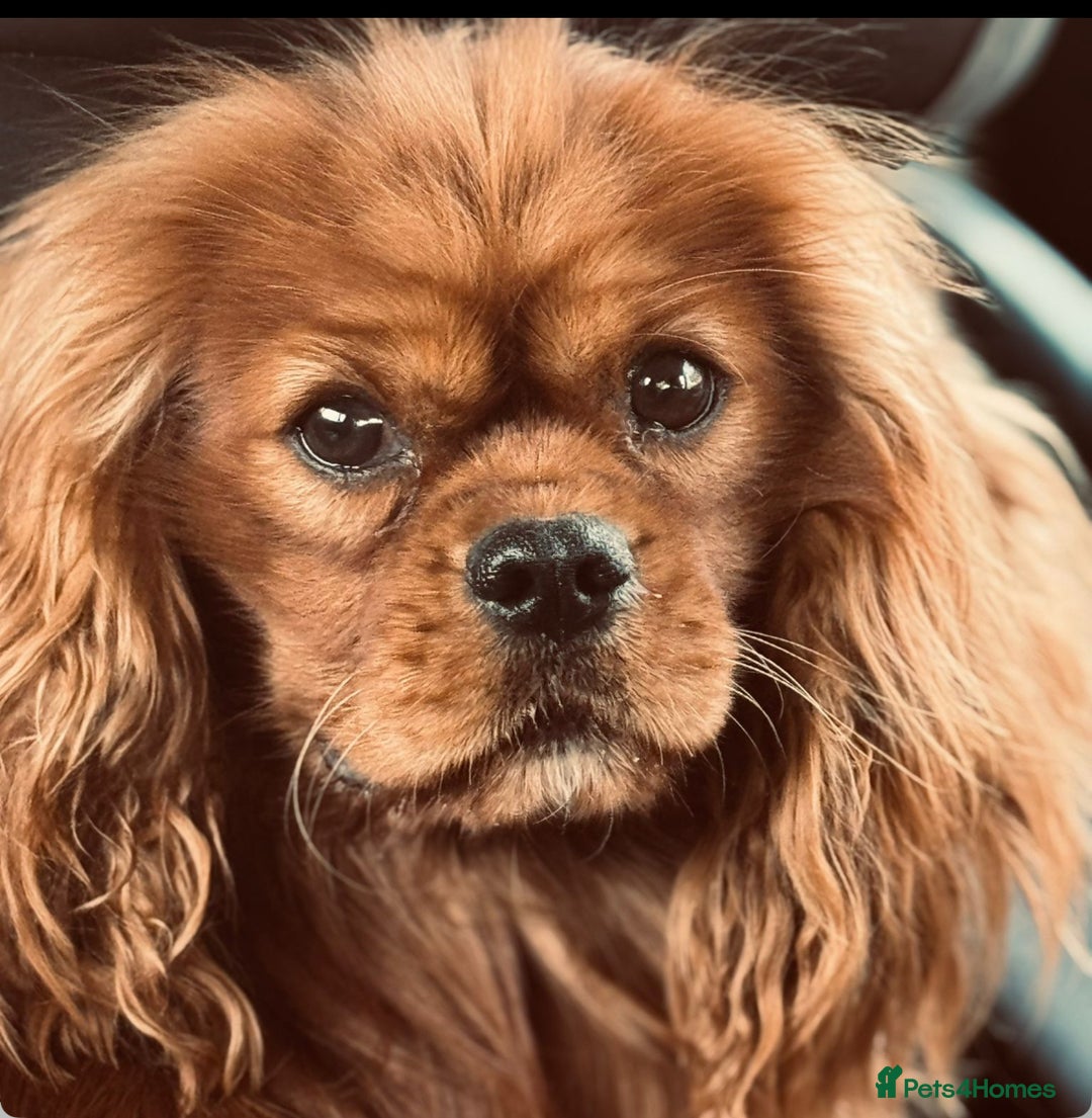 Cavapoo dogs for sale: Cavapoo Puppies F1 - Image 3