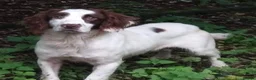 Sprocker dogs for sale: 5* F1 Sprocker puppies - Advert 8