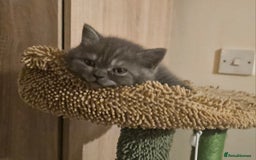 British Shorthair cats for sale: Pure british  shorthair  kittens  - Image 33