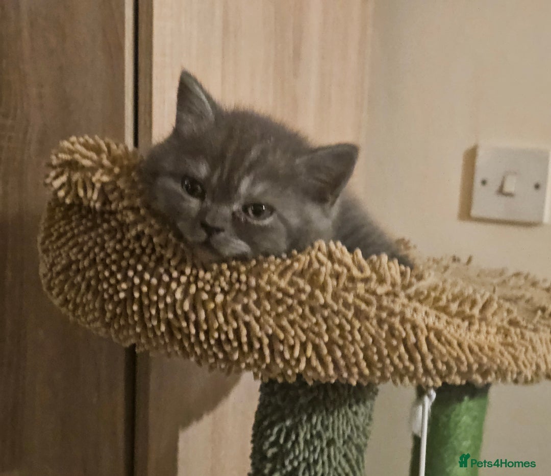 British Shorthair cats for sale: Pure british  shorthair  kittens  - Image 33