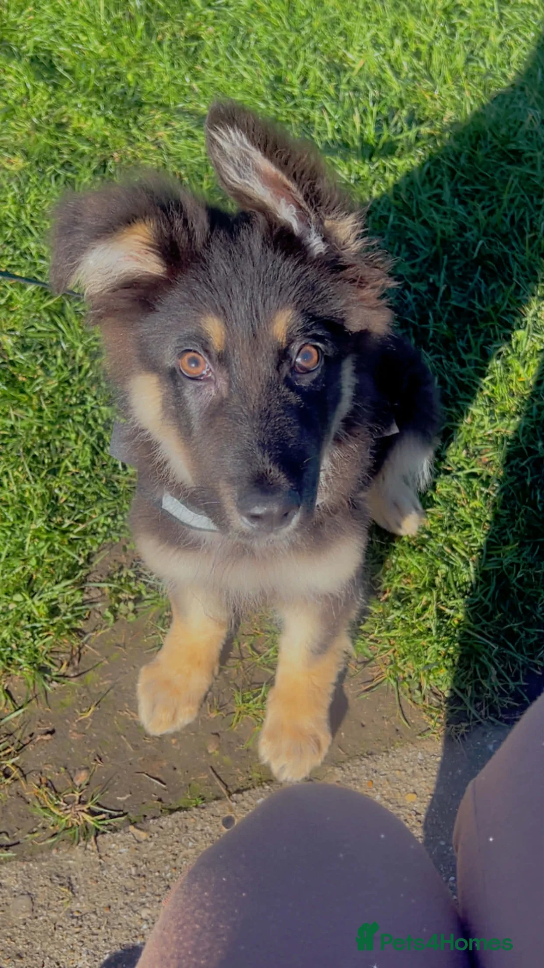 German Shepherd dogs for sale: German Shepherd puppy  - Advert 13