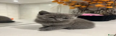 British Shorthair 1