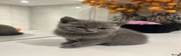 British Shorthair cats for sale: Beautiful Grey Male British Shorthair Kitten 🩶 - Advert 13