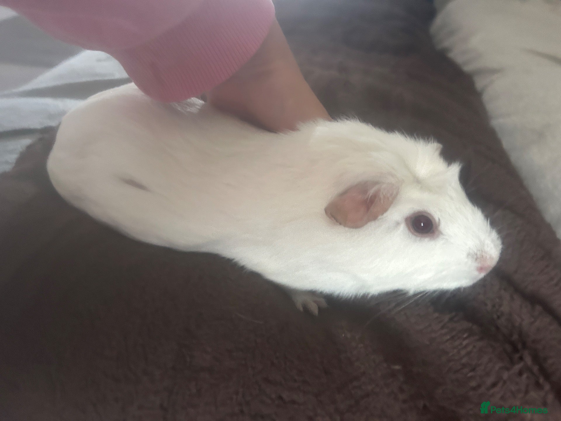 Guinea Pig rodents Guinea pigs  - Advert 19