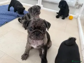 Pug dogs Pug puppies - Advert 4