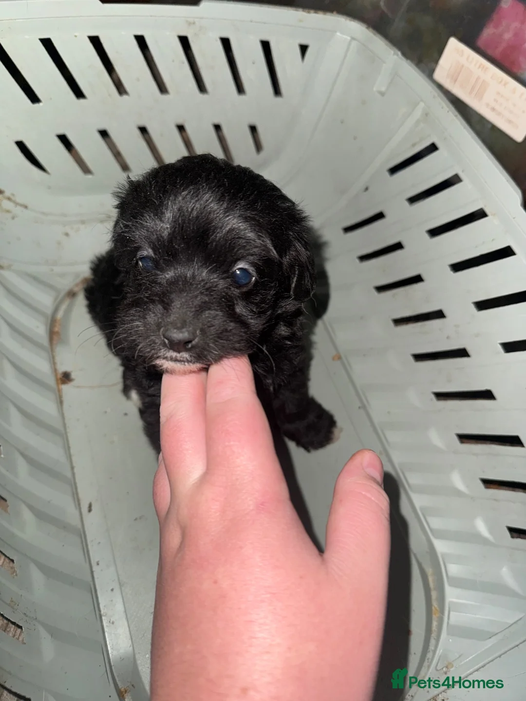 Jackapoo dogs for sale: Jackapoo poppys  in Peterborough - Advert 13