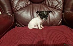 Chihuahua dogs for sale: Chihuahua puppies - Image 3