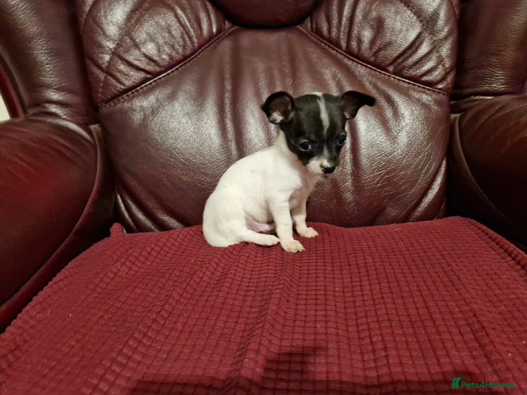 Chihuahua dogs for sale: Chihuahua puppies - Image 3