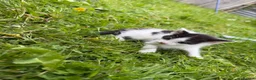 Bengal cats for sale: Three bengal mainecoon males  in Stourbridge - Advert 13