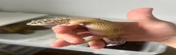 Leopard Gecko reptiles for sale: 3 Leopard Geckos for sale (Need sold ASAP) in Rickmansworth - Advert 11