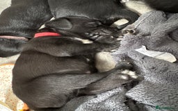 Mixed Breed dogs for sale: Beautiful puppys for sale  - Image 8