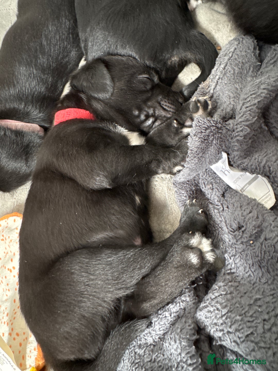Mixed Breed dogs for sale: Beautiful puppys for sale  - Image 8