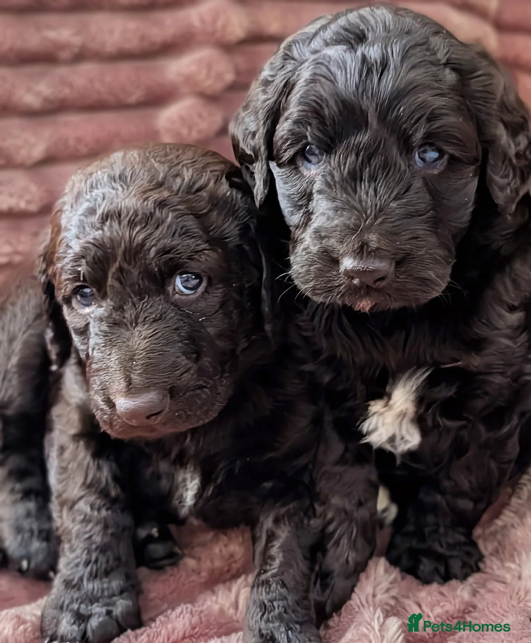 Labradoodle dogs for sale: 🐾 Labradoodle Puppies 🐾 - Advert 2