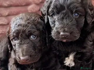 Labradoodle dogs 🐾 Labradoodle Puppies 🐾 - Advert 12