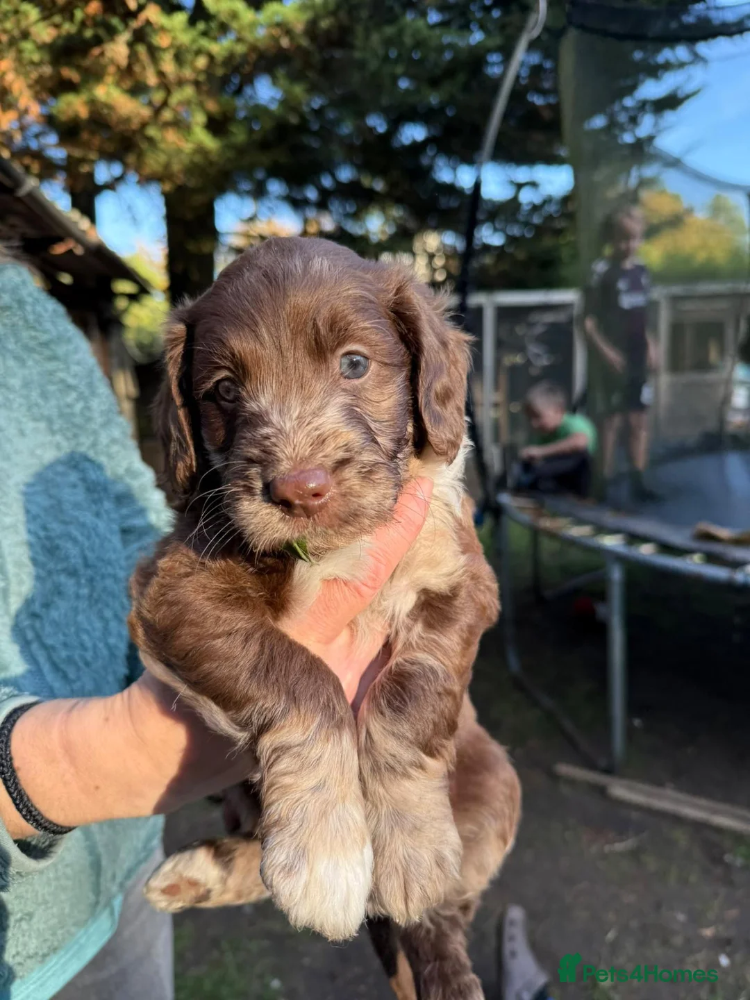 Sproodle dogs for sale: Chocolate Merle Sproodles - Advert 2