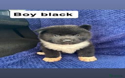 Akita dogs for sale: 5⭐️ Akita pups - Image 2