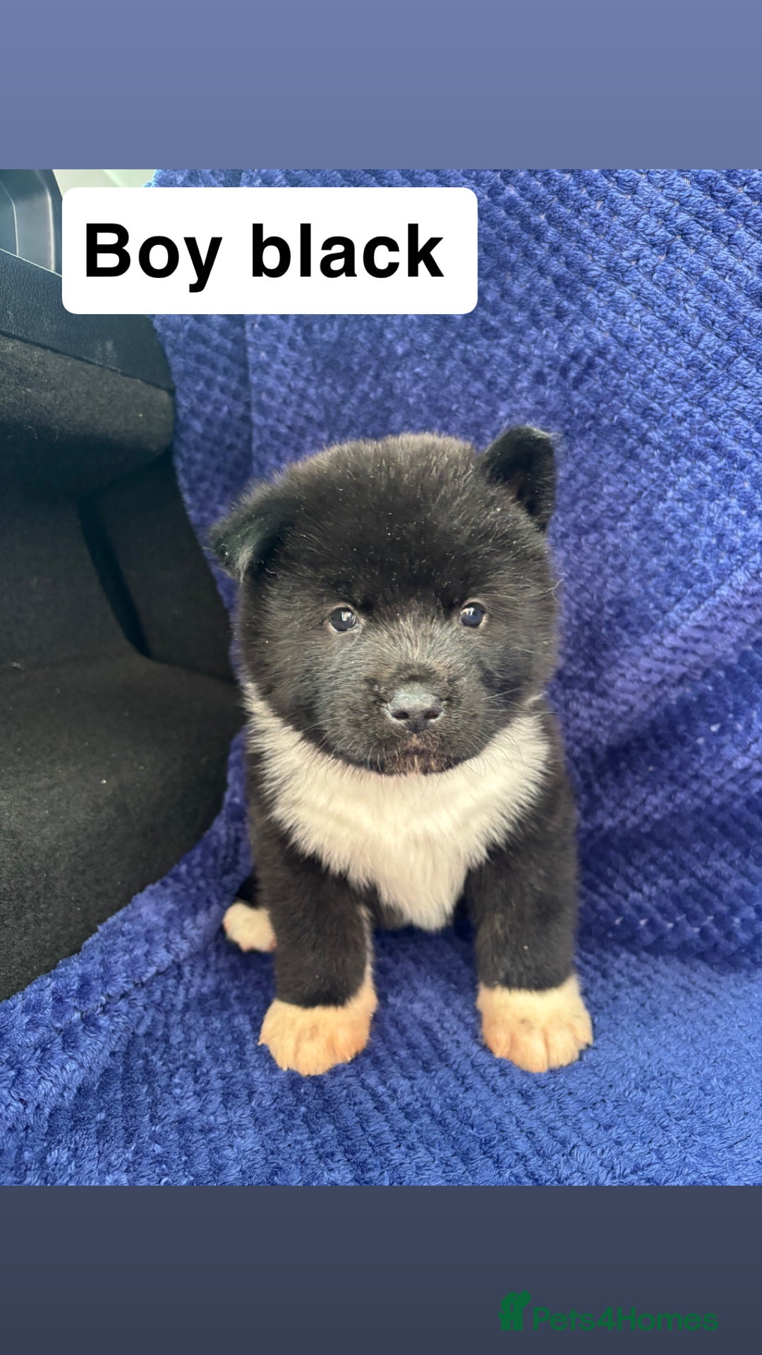 Akita dogs for sale: 5⭐️ Akita pups - Image 2