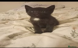 British Shorthair cats for sale: Blue Russian Mix  - Image 6