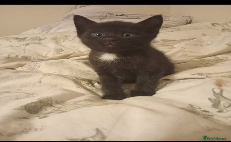 British Shorthair cats Blue Russian Mix  - Advert 1