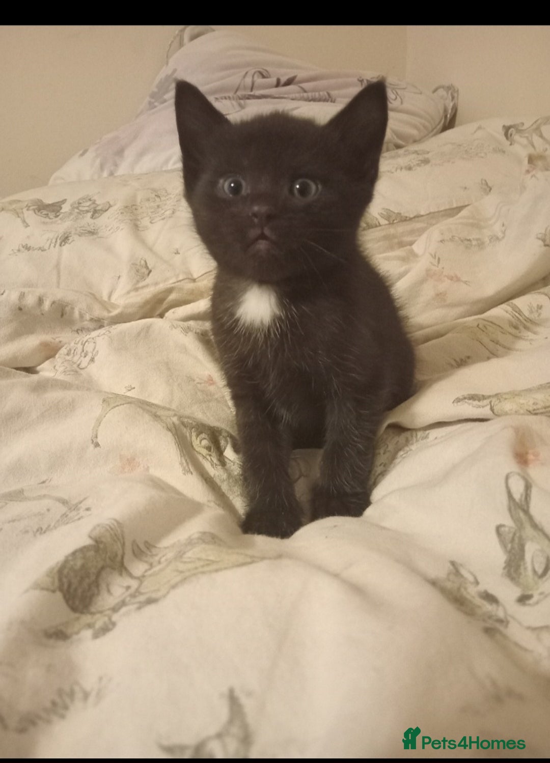 British Shorthair cats for sale: Blue Russian Mix  - Image 6