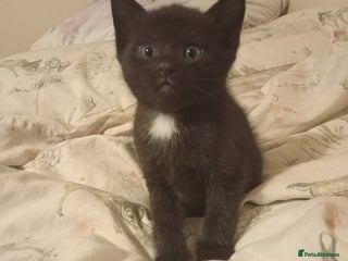 British Shorthair cats Blue Russian Mix - Advert 17