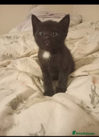 British Shorthair cats Blue Russian Mix - Advert 1