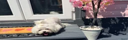 Maltese dogs for sale: Full Korean Female Maltese Age 5 - Advert 3