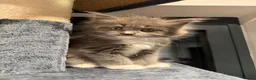 Maine Coon cats for sale: Main coon kittens  - Advert 8