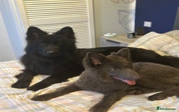 German Shepherd dogs for sale: Beautiful German Shepherd Pair for Rehome - Image 9