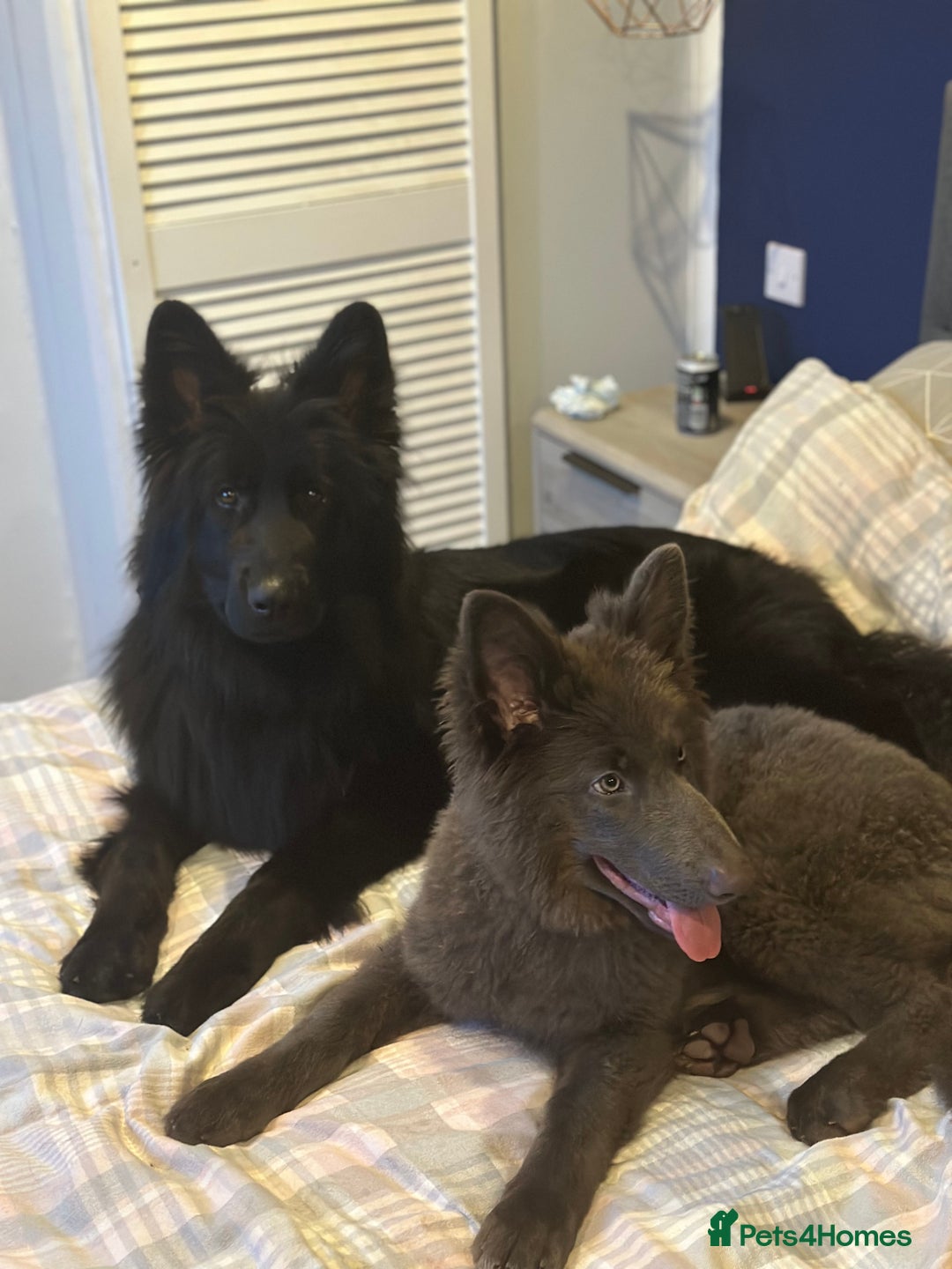 German Shepherd dogs for sale: Beautiful German Shepherd Pair for Rehome - Image 9
