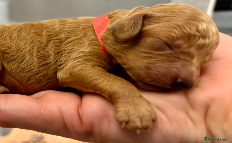 Miniature Poodle dogs Stunning Deep Red & Apricot Mini Poodle Puppies - Advert 16