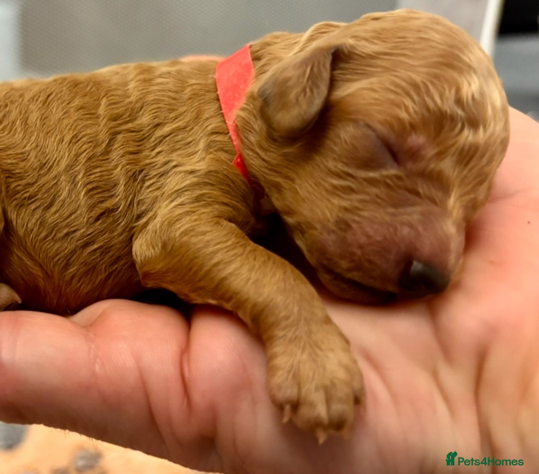 Miniature Poodle dogs for sale: **All Reserved** Stunning Deep Red Mini Poodle - Advert 3