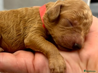 Miniature Poodle dogs Stunning Deep Red & Apricot Mini Poodle Puppies - Advert 9
