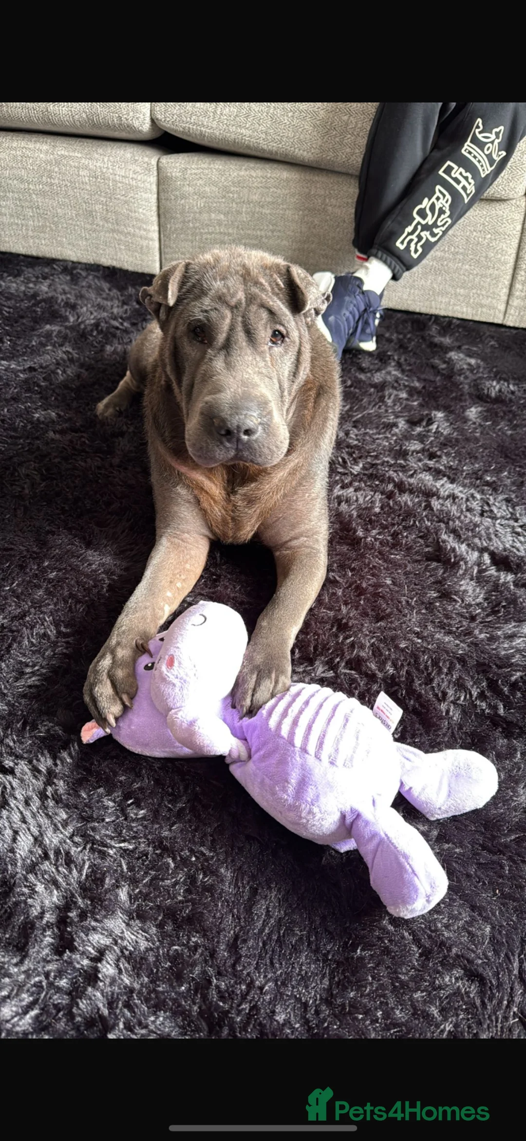 Shar Pei dogs for sale: 5 year old female Shar Pei  - Advert 1