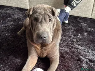 Shar Pei dogs 5 year old female Shar Pei - Advert 4