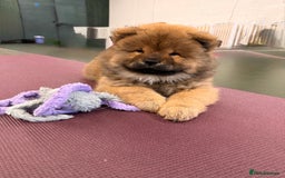 Chow Chow dogs for sale: Chow Puppies looking for new home - Image 1
