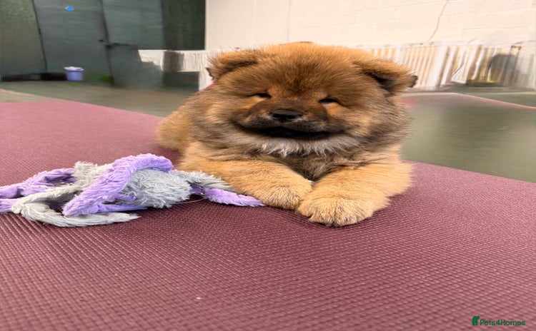 Chow Chow dogs - Advert 3