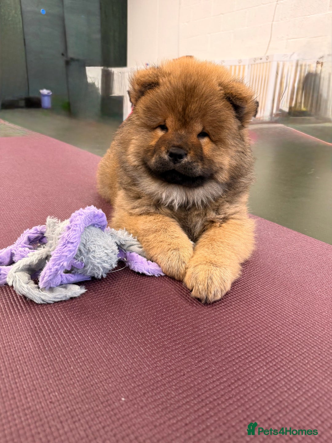 Chow Chow dogs for sale: Chow Puppies looking for new home - Image 1