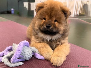 Chow Chow dogs - Advert 4