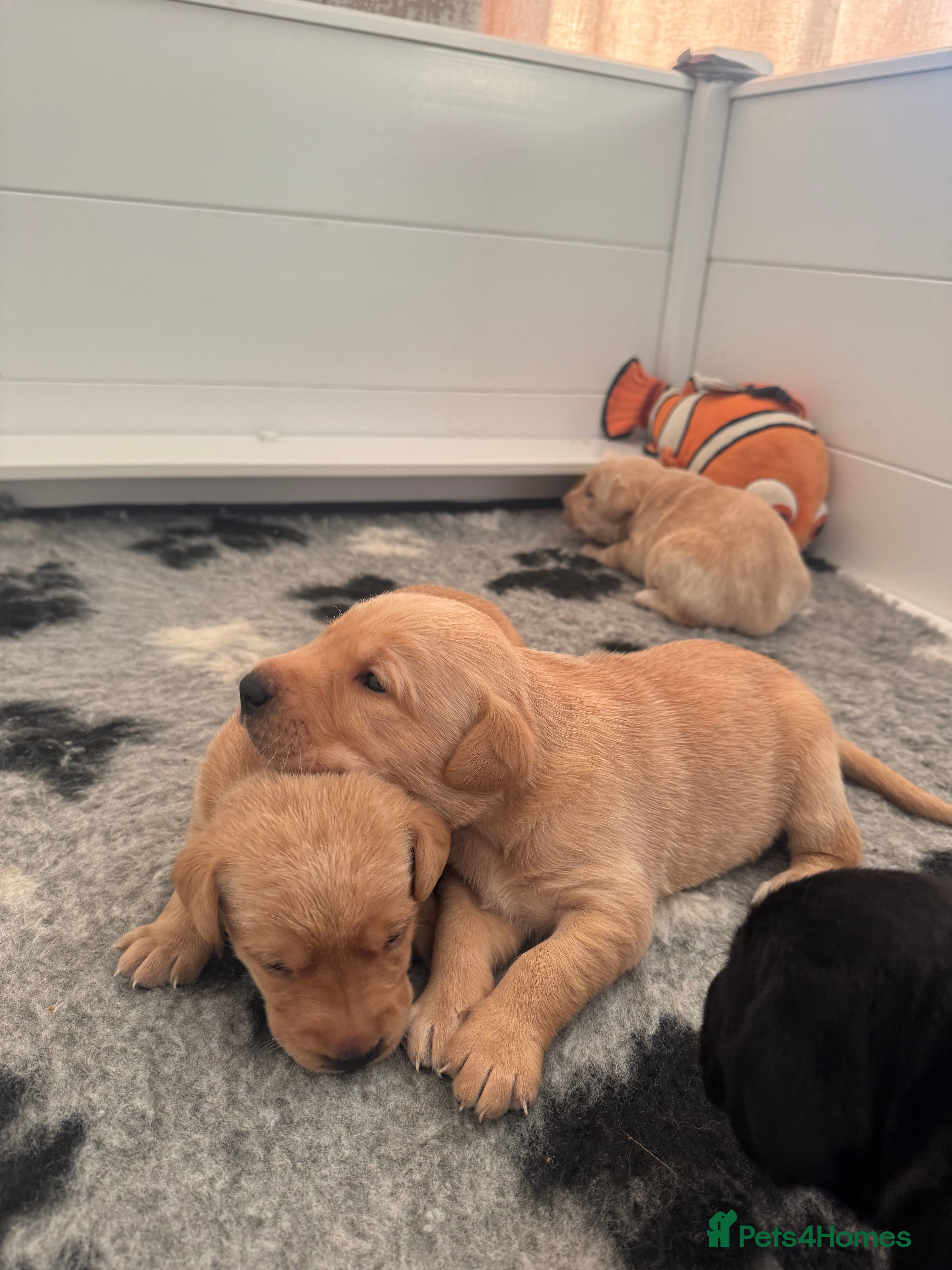 Labrador Retriever dogs Kc registered, family & working puppies for sale  - Advert 6