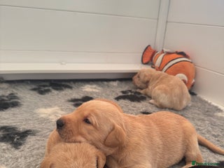 Labrador Retriever dogs Kc registered, family & working puppies for sale - Advert 6