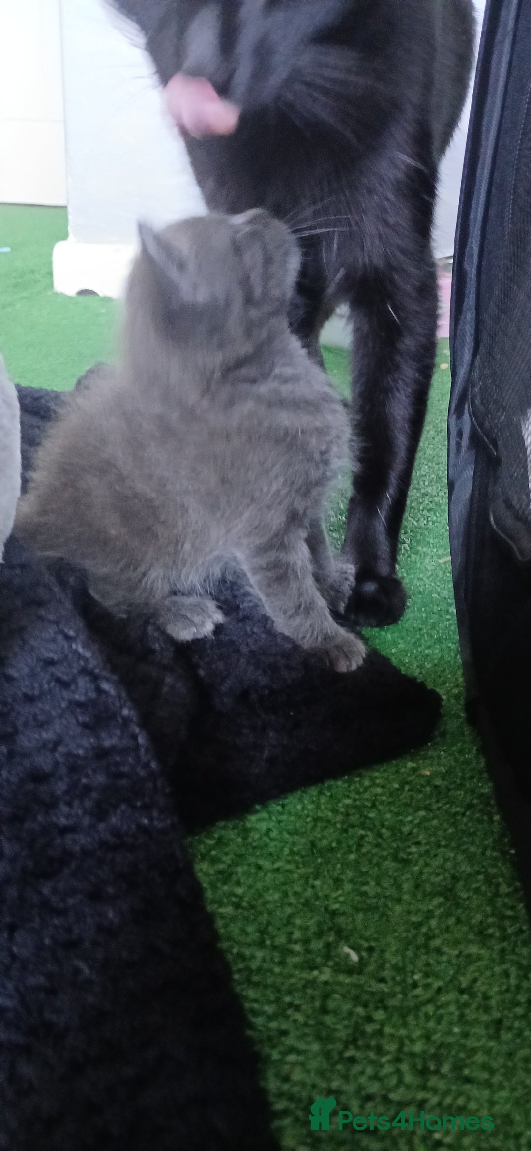 British Shorthair cats for sale: 3 beautiful kittens - Image 14