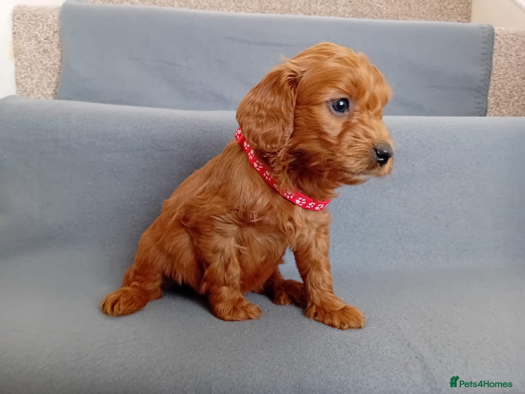 Goldendoodle dogs for sale: Gorgeous F1b Goldendoodles - Advert 14