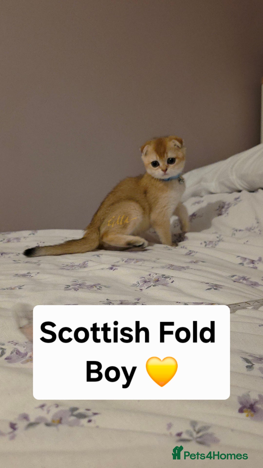 Scottish Fold cats for sale: Purebred Golden chinchilla TICA registered - Image 9