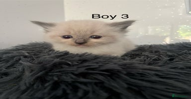 Ragdoll cats - Advert 9