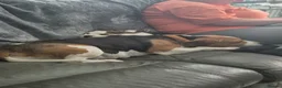 Beagle dogs for sale: Beagle Boy puppy  - Advert 4