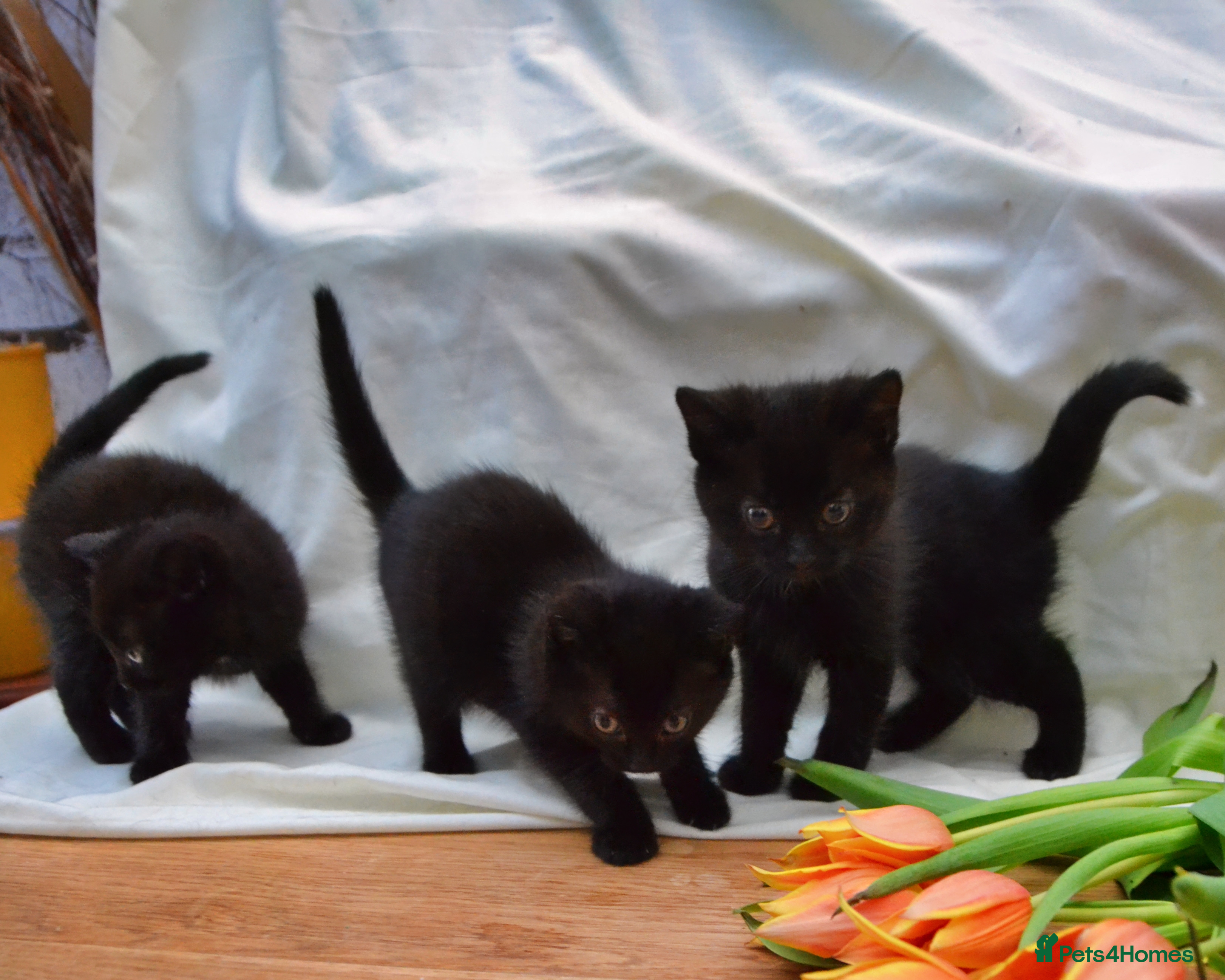 Mixed Breed cats Gorgeous Maine-Coon/Ragdoll/Bombay Mix Kittens! - Advert 1